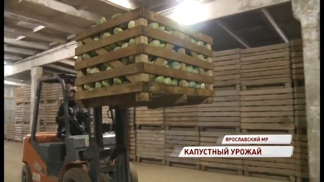 В Ярославском районе начали собирать капусту: сколько тонн появится на прилавках смотреть онлайн
