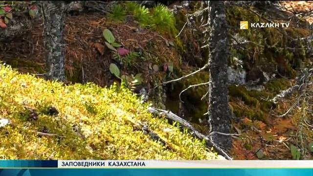 Заповедники Казахстана №17. Западно-Алтайский заповедник