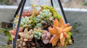 Beautiful Succulents Thriving in Small or Shared Pots #echeveria #aeonium #succulents