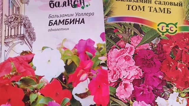 Семена цветов бальзамин или мокрый Ванька. Классная дача.
