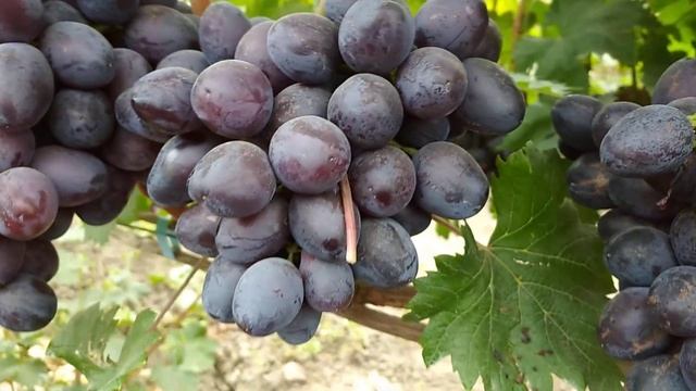 Г.ф. кш. Сказка смотреть онлайн