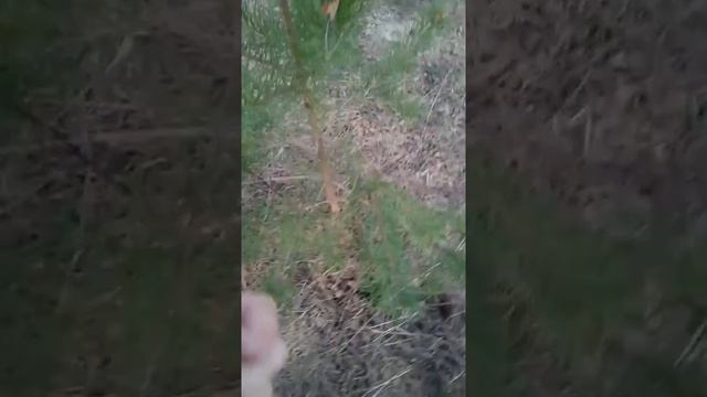 Сбор сосновых почек. 30 апреля.