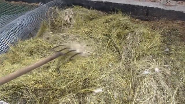 Кролики и переработка навоза червями в биогумус смотреть онлайн