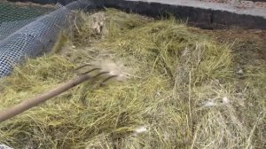 Кролики и переработка навоза червями в биогумус