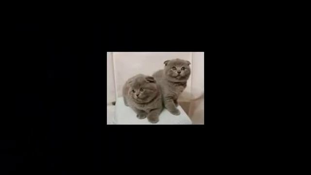 шотландская вислоухая кошка описание породы содержание и уход