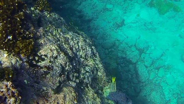 [HD] Snorkelling at Marietas Islands, Mexico смотреть онлайн