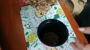 ?ФАТСИЯ японская: красивый цветок с СОРОКОНОЖКАМИ ?- ЧТО ДЕЛАТЬ, как поливать, где поставить, уход