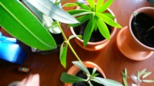 Борьба с БЕЛОКРЫЛКОЙ. Комплексный подход.