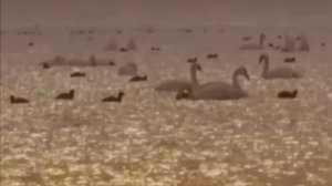 ЛАСКАВИЙ ТРАВЕНЬ - БІЛІ ЛЕБЕДІ (VIDEO 2023)
