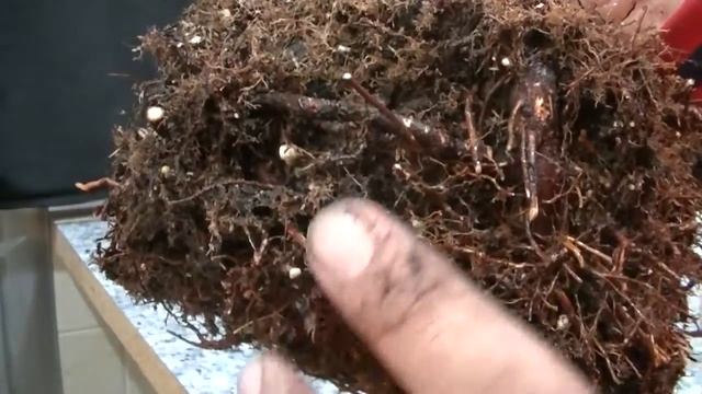 trasplante acer palmatum atropurpureum febrero 2019 смотреть онлайн