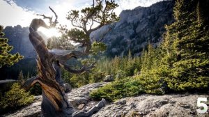 10 САМЫХ долгоживущих организмов на земле