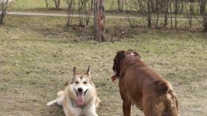 Собаки играю друг с другом