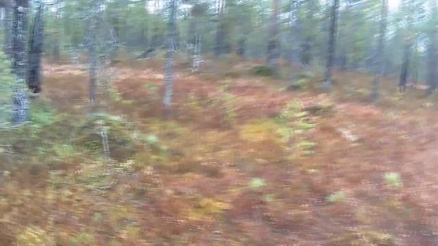 Кадр охоты на глухаря 2017 Осень. Карело финская лайка. смотреть онлайн