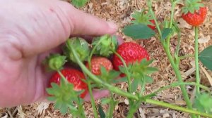 Клубника. Сорт Агат (Agathe) с карамельным послевкусием.