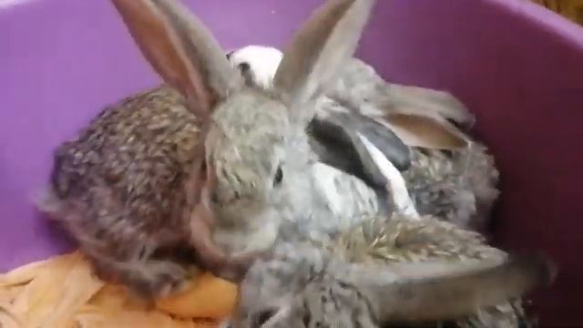 Кормление крольчат