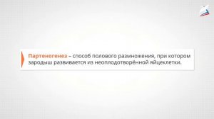Бесполое и половое размножение. Жизненные циклы разных групп организмов