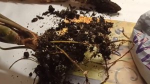 Пересадила алоказию/Выросшая детка алоказии/I transplanted alokasia