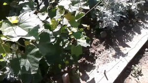 виноград в Амурской области