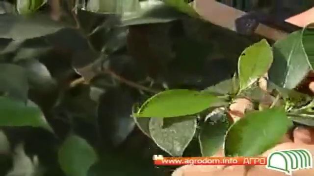 Видео о выращивании фикуса смотреть онлайн