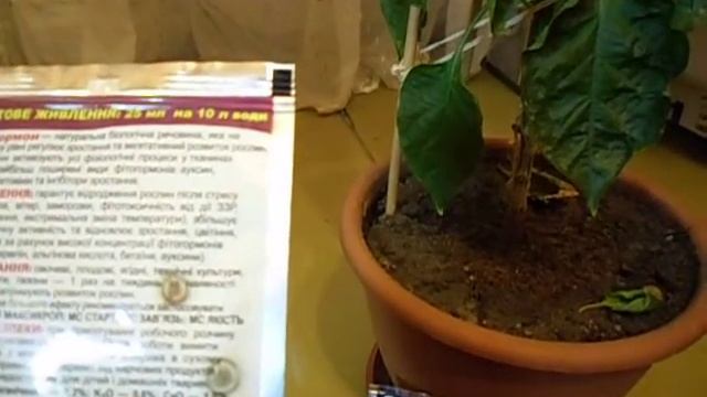 Видеообзор Caribbean Red Habanero смотреть онлайн