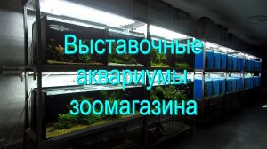 Выставочные аквариумы зоомагазина 1