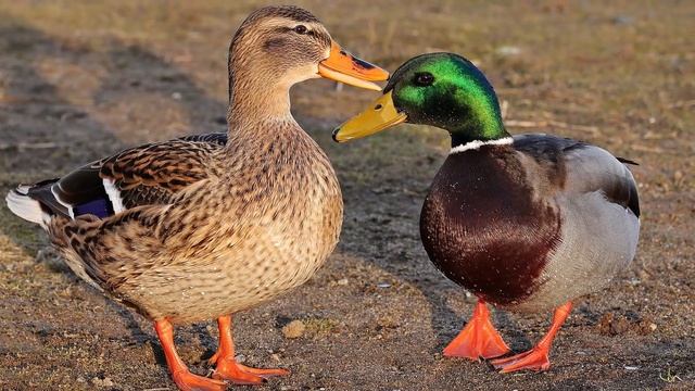 Правда про селезней смотреть онлайн