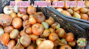 Лук Сеншуй - лучший в сезоне этого года