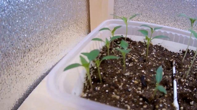 Рассада перца и баклажана на 15 марта 2020 / тестирование семян