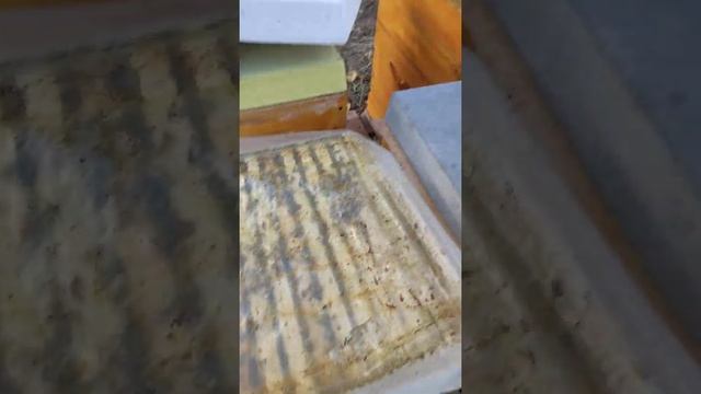 Промышленная племенная пасека по разведению среднерусской породы пчёл, тёмной лесной пчелы, apis me смотреть онлайн