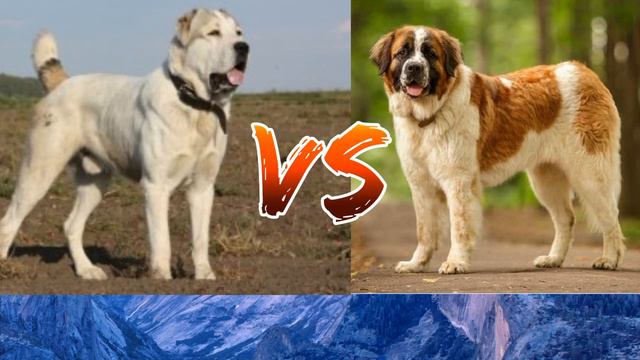 #Московско сторожевая собака против Алабая//Animals Battle//