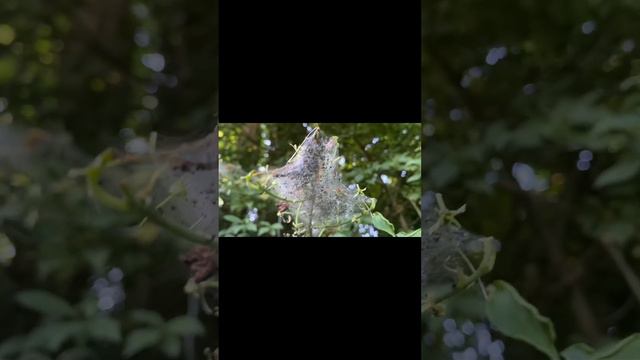 Природа, спокойная музыка, звуки природы.