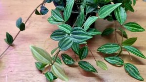 Пеперомия ангулата ампельная