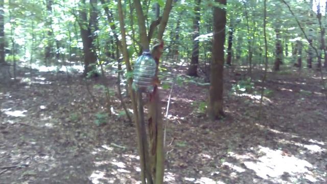 Измайловский парк. Белка и стихи. 11.06.2017. смотреть онлайн