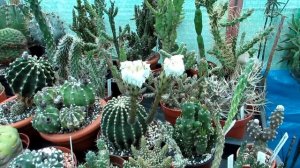 Echinopsis oxygona Easter Lily Cactus in beautiful Bloom.