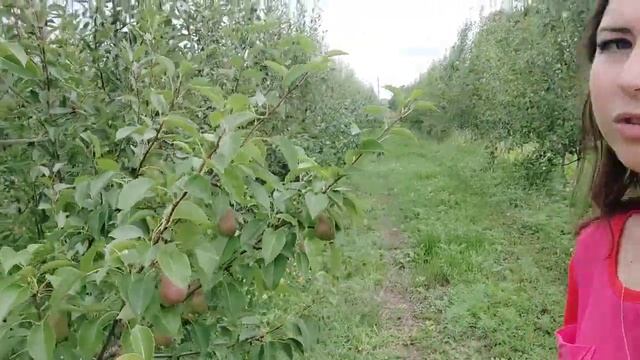 Яблочный сад Харьков! Грушевый сад #яблочныйсад #садоводство #груши