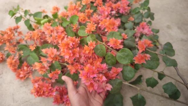 Bougainvillea Double Petal Roseville's Delight with Description смотреть онлайн