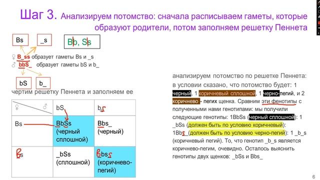 Практическое занятие по генетике