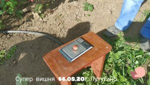 Виноград ультра- раннего срока созревания Супер Вишня селекция Котова В.И