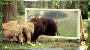 Как животные реагируют на своё отражение в зеркале.Часть 4