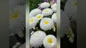 Хризантемы это улыбка осени Хризантема это праздник осени