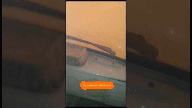 Отчаянные тюменцы проехали по дороге с горящим лесом под Криводанова, 13.05.2022