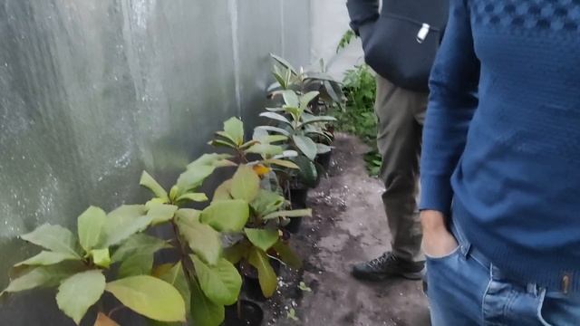 Тропический сад у Анатолия. Начинаем конкурс.
