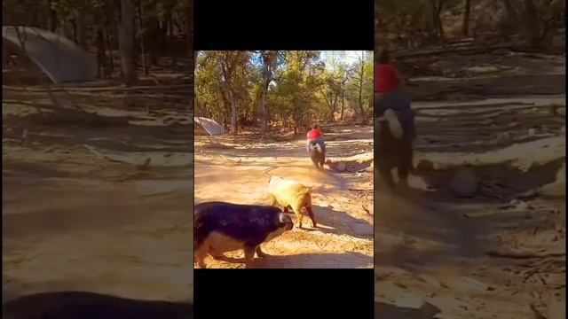 #funnyvideo #funnyanimals #funnypets #animals