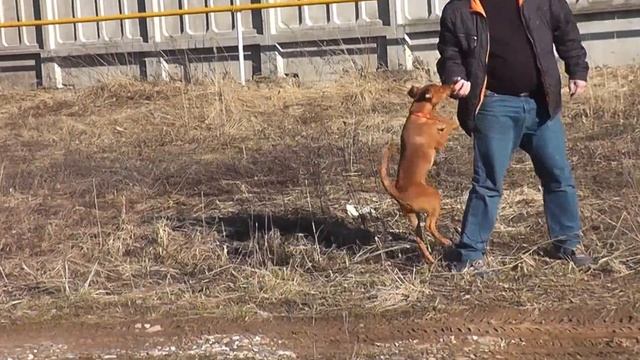 Пинчер Риччи смотреть онлайн