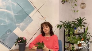 Комнатная роза Стоит ли выращивать дома? Особенности выращивания розы в домашних условиях