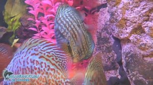 Амебная инвазия у дискусов. Discus diseases: amebiasis. Причина азиатки - амёбы!