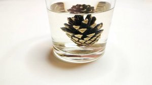 Шишка закрывается в воде. Удивительный эксперимент для детей