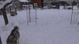 Стая Сибирских Хаски играет в снегу :)
