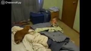 Кошка и маленький ребенок - смотрите смешное видео!