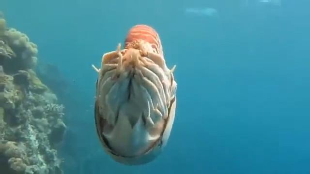 Наутилус с многокамерной раковиной смотреть онлайн